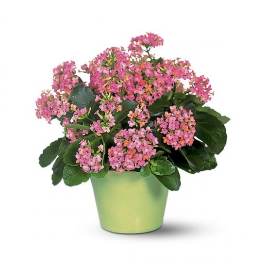 Pink Kalanchoe